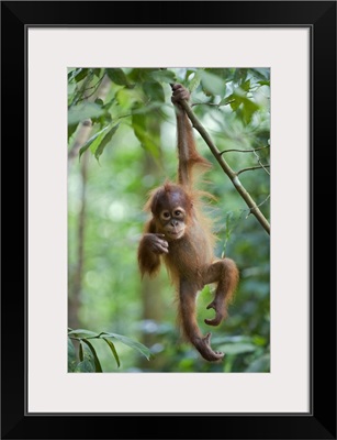 Sumatran Orangutan baby dangling from tree branch, north Sumatra, Indonesia