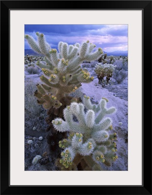 Teddy Bear Cholla Joshua Tree National Park California