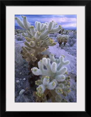 Teddy Bear Cholla under stormy skies, Joshua Tree National Park, California