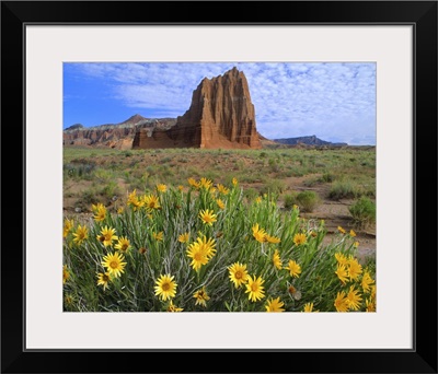 Temple of the Sun with Common Sunflowers, Capitol Reef National Park, Utah