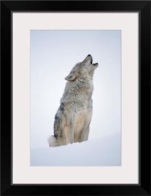 Timber Wolf (Canis lupus) portrait, howling in snow, North America