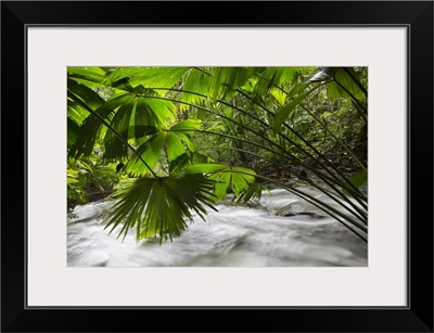 Toquilla Palm fronds hanging over creek, Barro Colorado Island, Panama