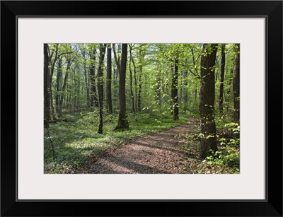 Trail through deciduous forest in spring, Upper Bavaria, Germany