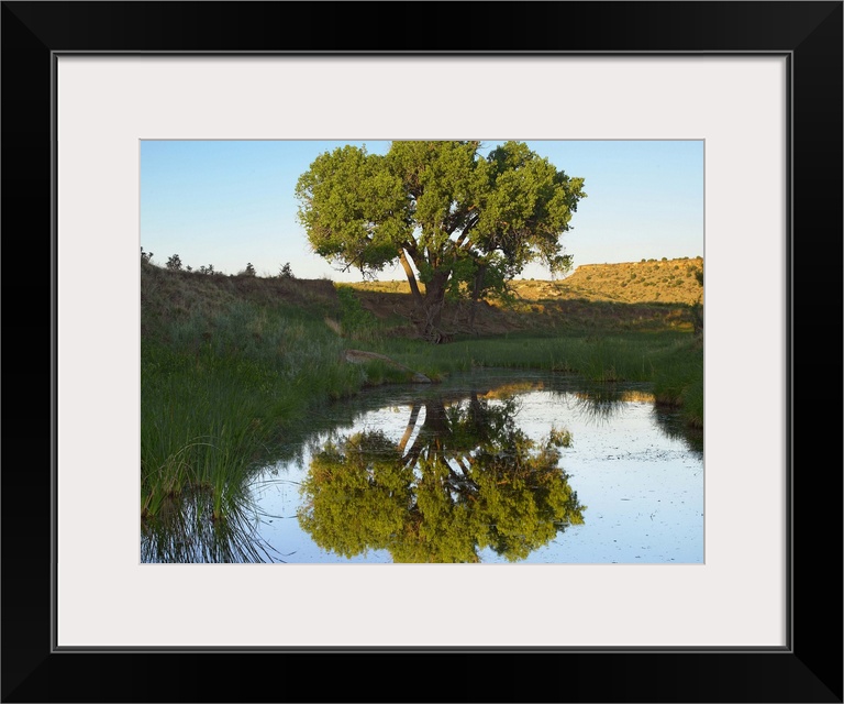 Tree reflecting in creek near Black Mesa State Park, Oklahoma