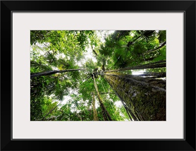 Trees in rainforest looking up into the canopy, Costa Rica