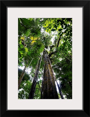 Trees in rainforest looking up towards the canopy, Costa Rica