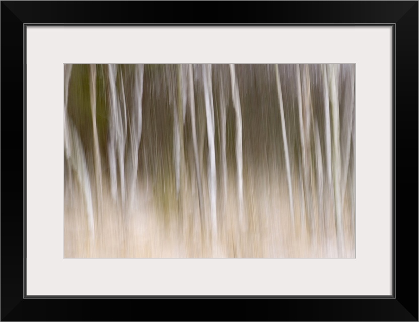 Big, landscape photograph of trees in the snow that appear as blurred white vertical lines on a background that transition...