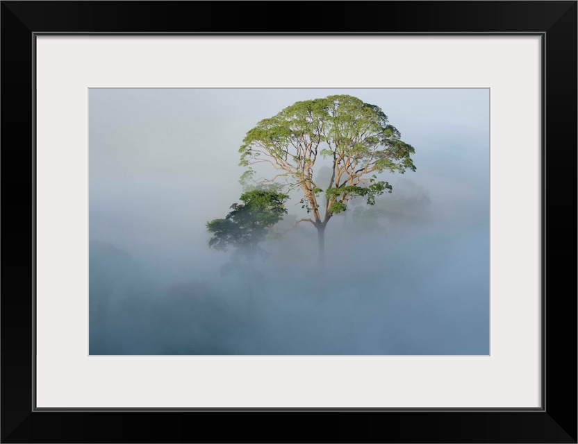 Tualang (Koompassia excelsa) emergent tree towering above the mist-shrouded canopy of the rainforest, Danum Valley Conserv...