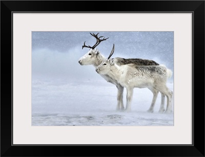 Two Reindeer during a blizzard
