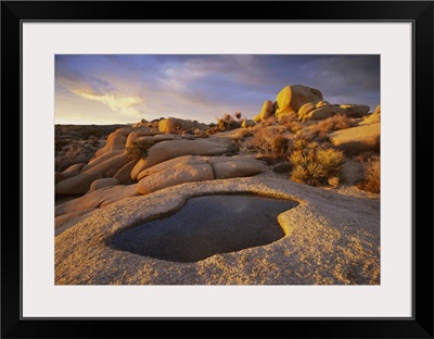 Water that has collected in a boulder, Joshua Tree National Park, California