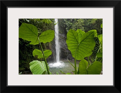 Waterfall in lowland tropical rainforest, Ecuador