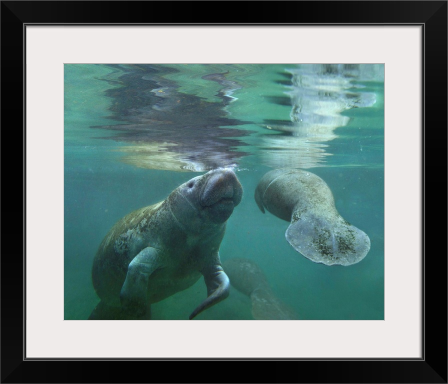 West Indian Manatee  mother and calf surfacing, Crystal River, Florida