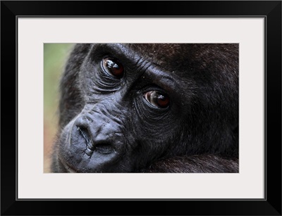 Western Lowland Gorilla (Gorilla gorilla gorilla) five year old orphan