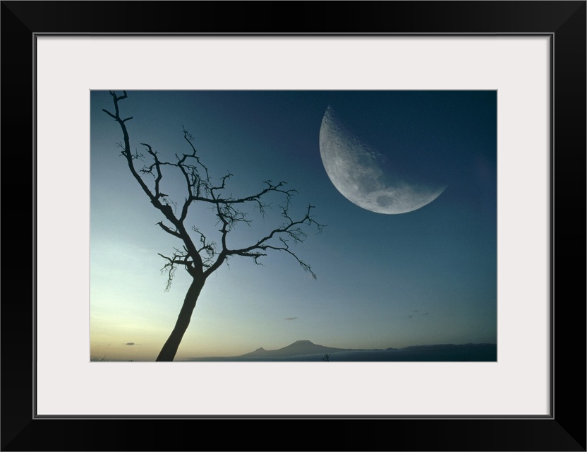 Whistling Thorn (Acacia drepanolobium) and moon, Amboseli National Park, Kenya