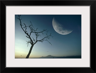 Whistling Thorn (Acacia drepanolobium) and moon, Amboseli National Park, Kenya