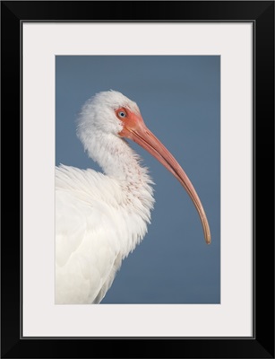 White Ibis (Eudocimus albus), Fort Myers Beach, Florida