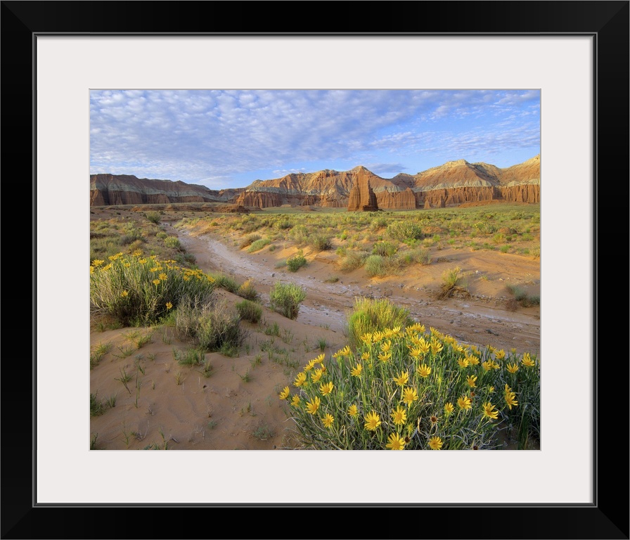 Wildflowers growing along dirt road, Capitol Reef National Park, Utah