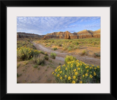 Wildflowers growing along dirt road, Capitol Reef National Park, Utah