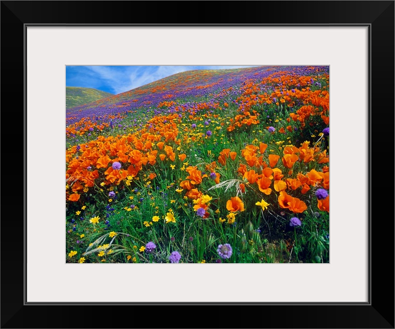 This photograph is a color landscape of California Poppies (Eschscholzia californica) and other blooms covering a hill in ...