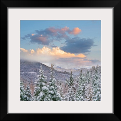 Winter Forest, Aspen Vista, Santa Fe National Forest, New Mexico