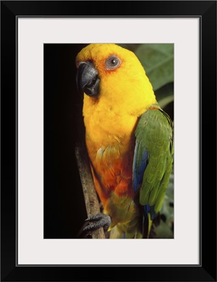 Yellow-faced Parrot portrait, threatened, southern Brazil