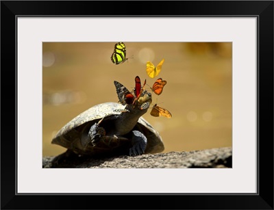 Yellow-spotted Amazon River Turtle sunbathing surrounded by butterflies, Ecuador