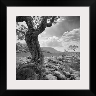 Bare twisted tree - black and white photograph