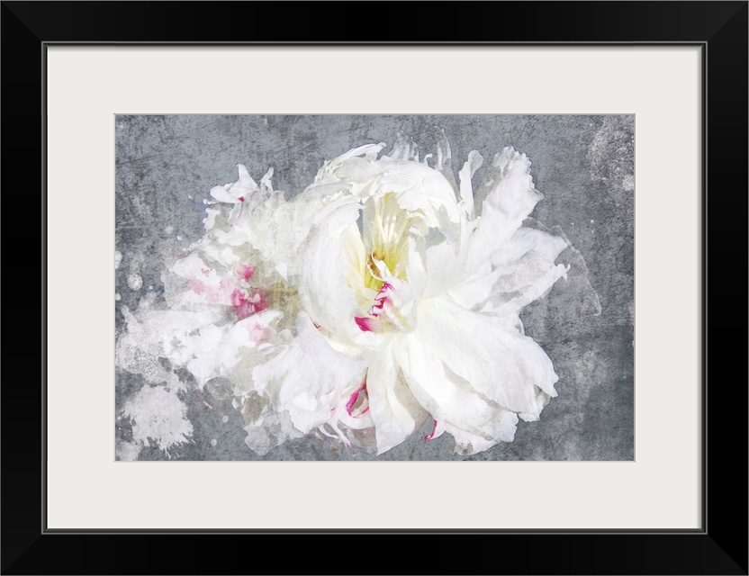 Contemporary art of a white flower with delicate petals on grey.