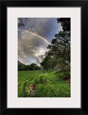 Calf with Green field and Rainbow