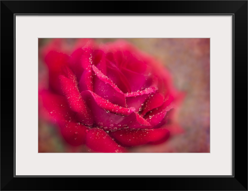Soft focus and texture effects applied to a red Grandiflora rose - New York Botanical Garden.
