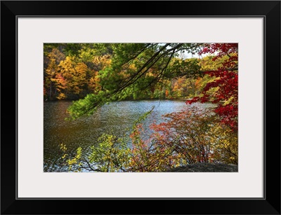 Fall Foliage in Bear Mountain V