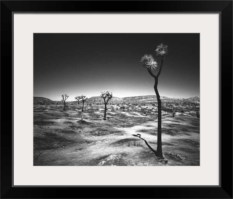 Joshua Tree Desert