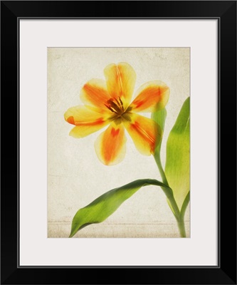 Orange Tulip