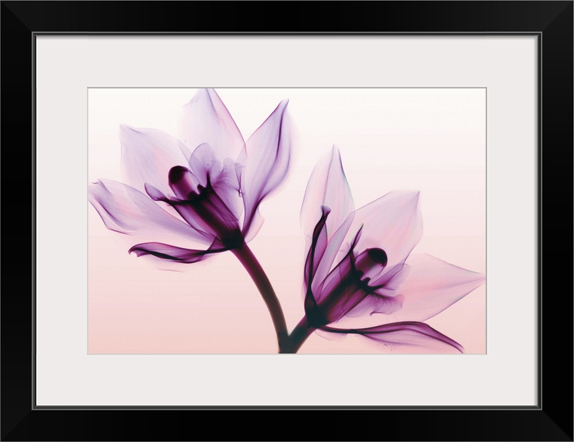 Fine art photograph using an x-ray effect to capture an ethereal-like image of orchids.