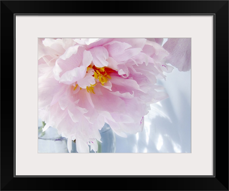 Peony on Blue