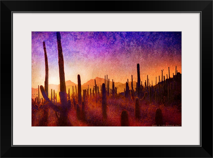 Saguaro Shadows