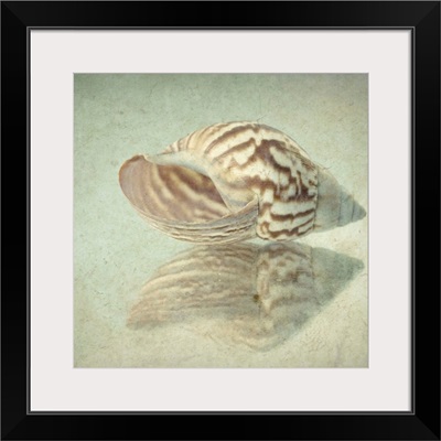 Seashell Reflection