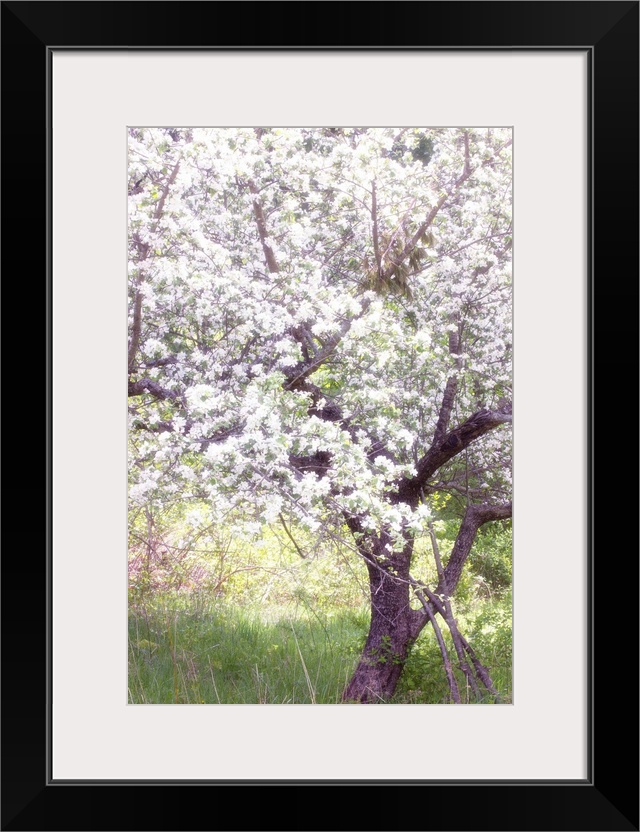 Spring Blossoms