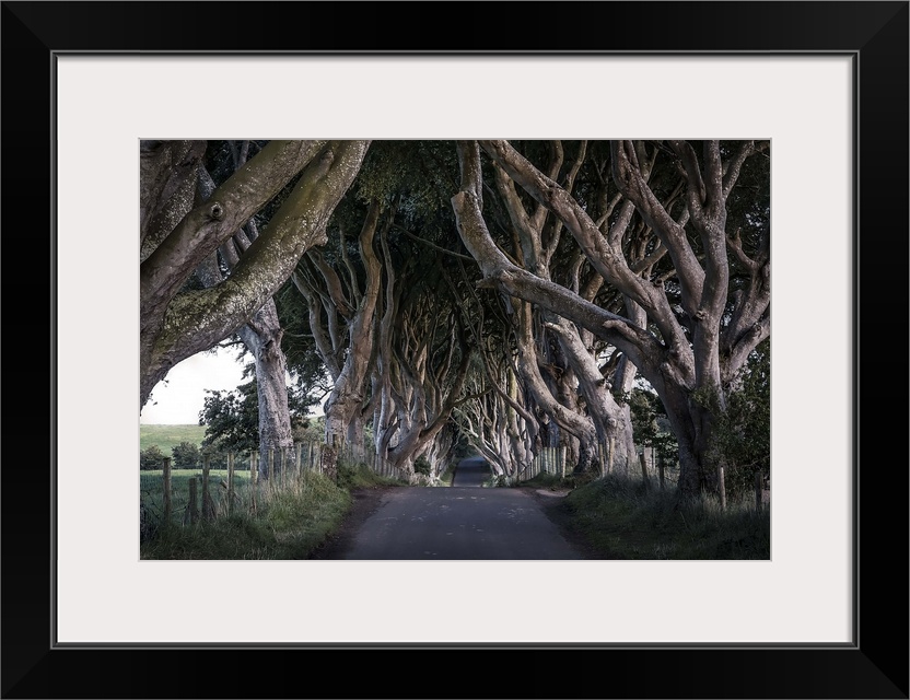 HDR photograph of a road leading through a grove of gnarled looking trees in Northern Ireland.