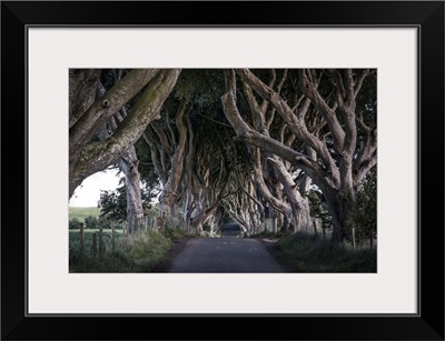 The Dark Hedges, Northern Ireland