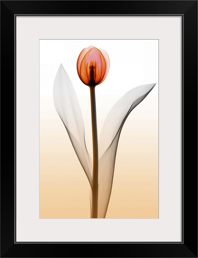 Fine art photograph using an x-ray effect to capture an ethereal-like image of a single tulip.