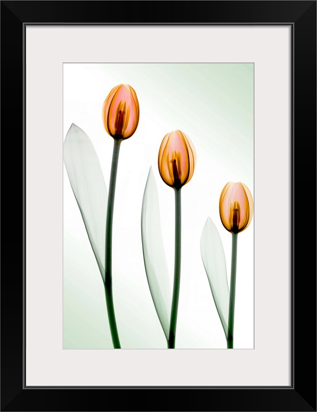 Fine art photograph using an x-ray effect to capture an ethereal-like image of tulips.