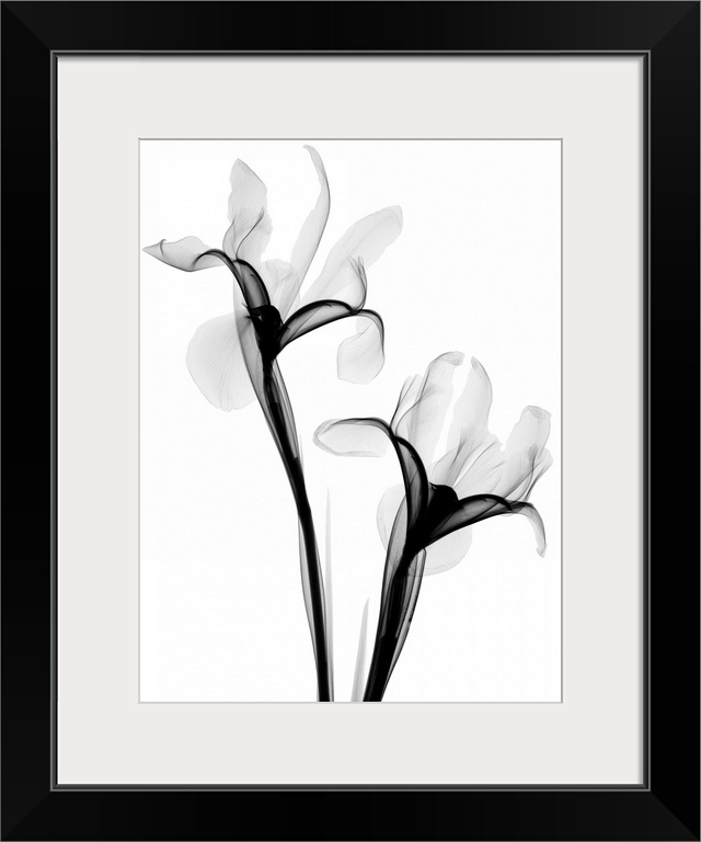 Fine art photograph using an x-ray effect to capture an ethereal-like image of irises.