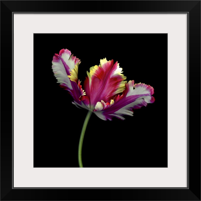 Colorful open tulip