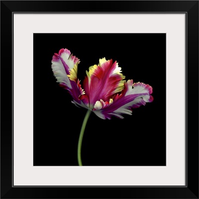 A Dramatic Single Red, Yellow, And White Tulip Close-Up