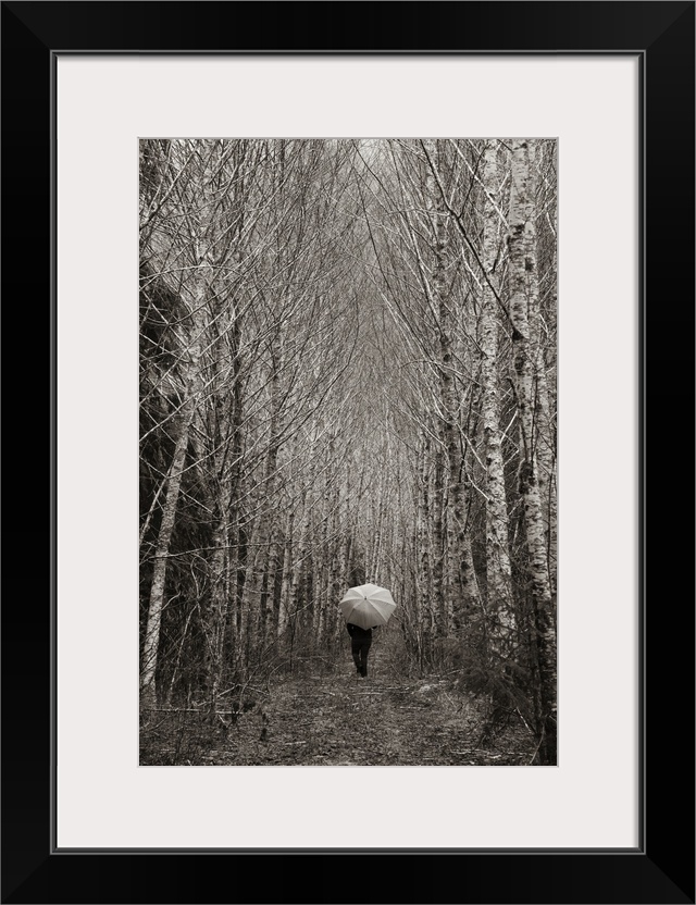 A person with an umbrella walks down a forest road in the Olympic Peninsula. Washington, USA