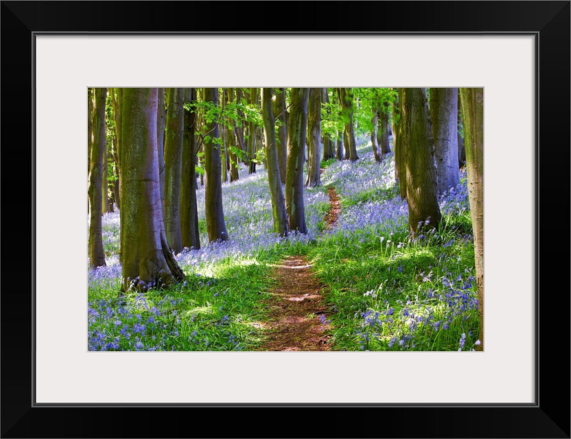 Big photograph focuses on a small dirt path traveling down a dense woodland that is filled with trees and beautiful flower...