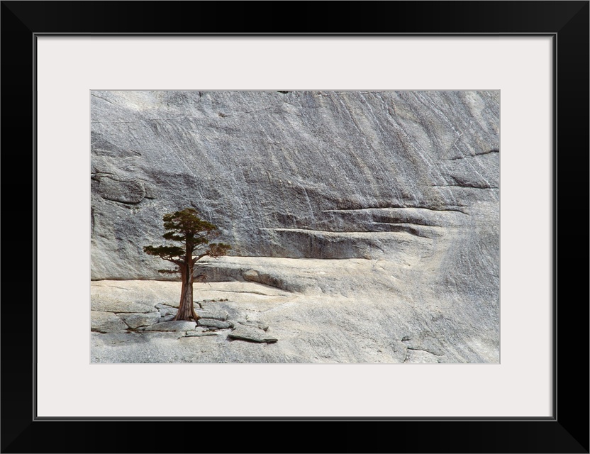 Junipers, Yosemite National Park, California, USA
