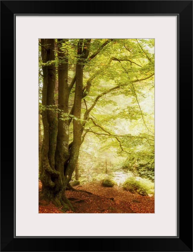 A tall tree with verdant branches hanging over the forest floor covered with red leaves.