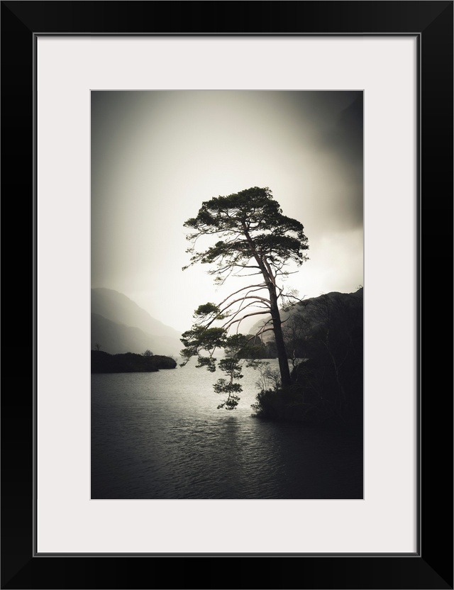 An old tree by a lake in Scotland in a stormy mood